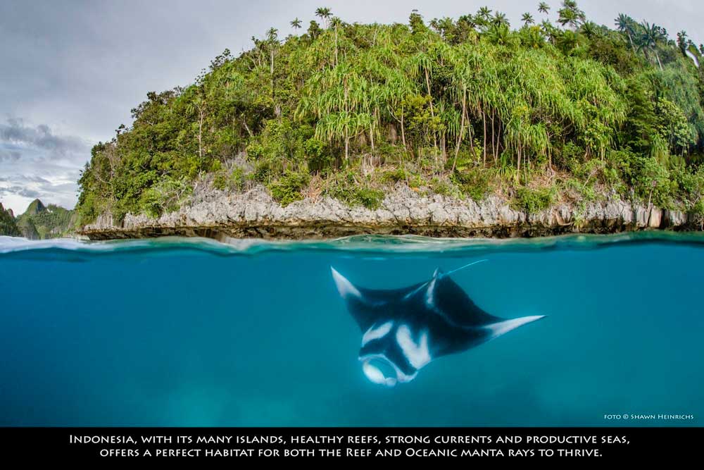 manta-ray-indonesia