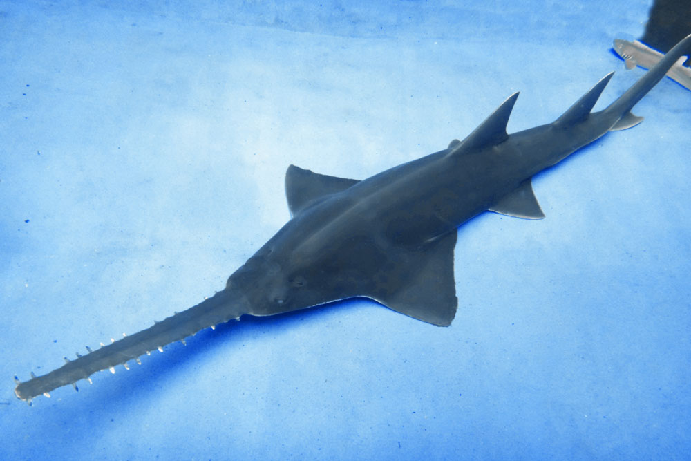 Largetooth Sawfish