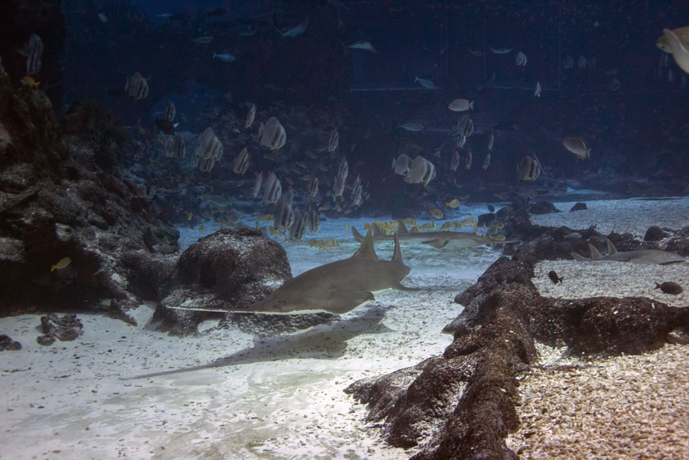 Sawfish spend much of their time resting on the sea floor.
