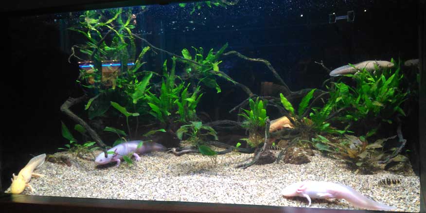How many Axolotls can you spot in this photo?