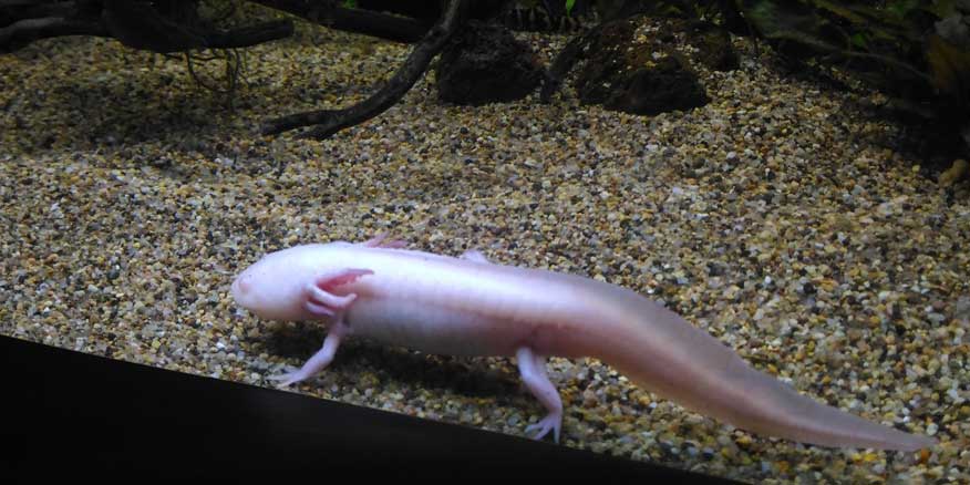 A white Axolotl.