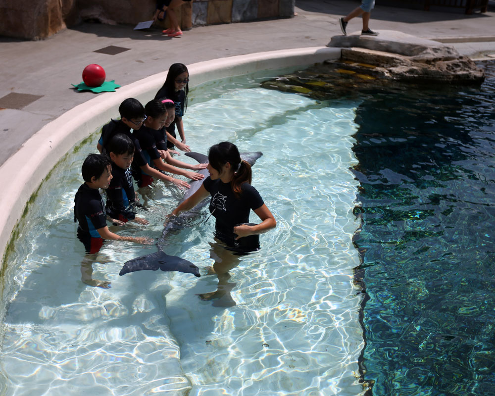 kids-quest-dolphin-trainer