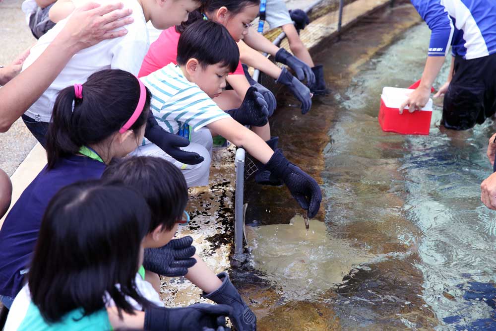 kids-quest-manta-feeding