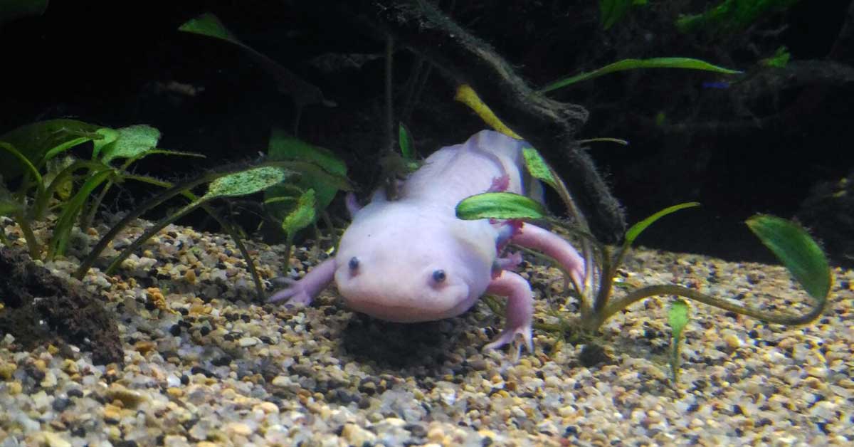 pink-axolotl-fb