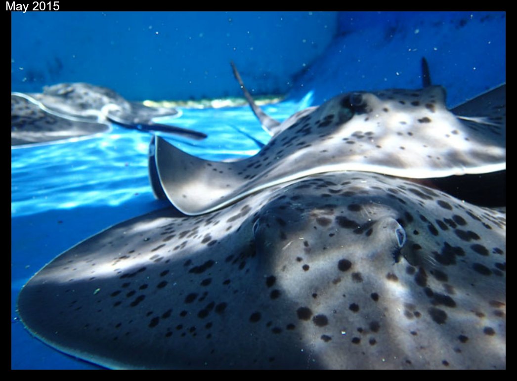 black-blotched-fantail rays