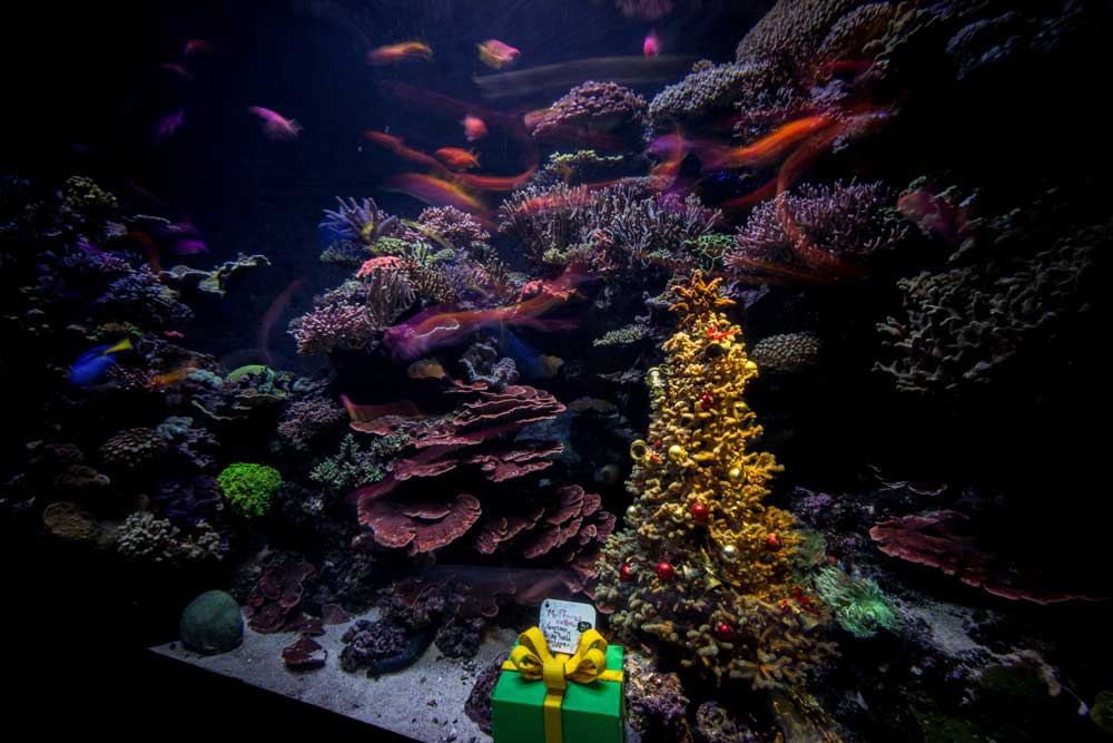 coral-christmas-tree-fishmas