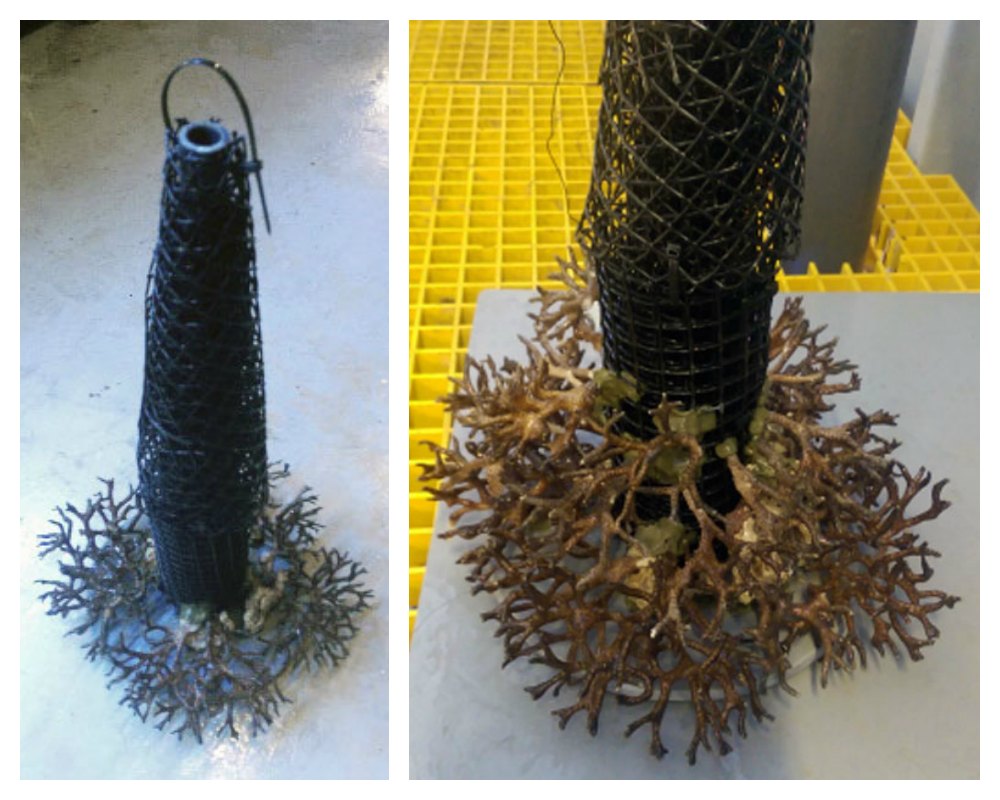 coral christmas tree wire frame