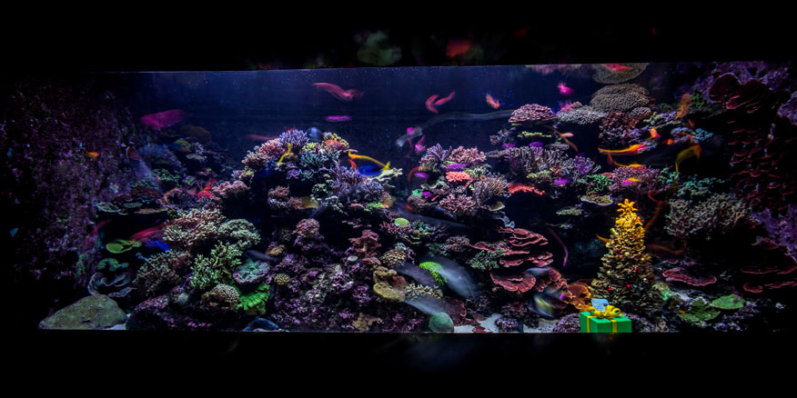coral-sea-tree-tw
