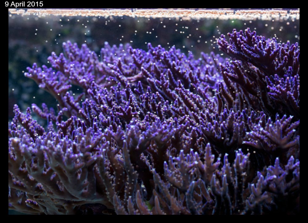 coral-spwaning horniman