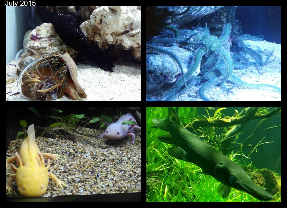 living fossils