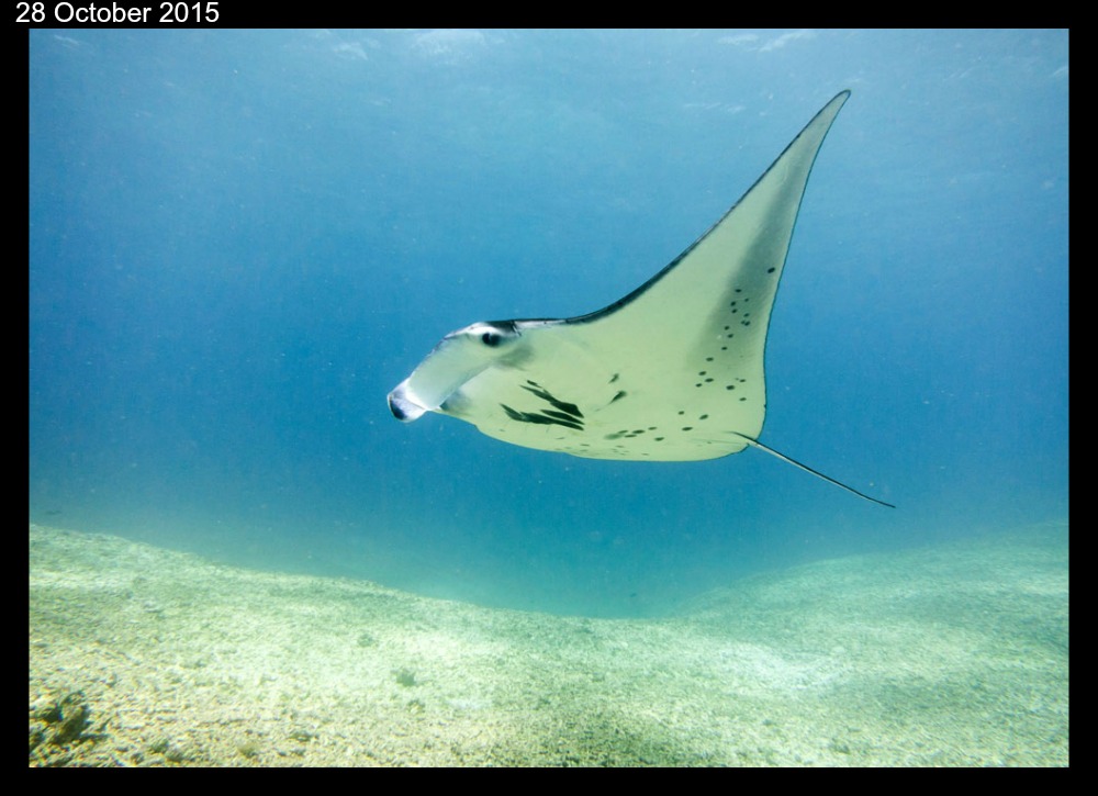 manta-ray seaa
