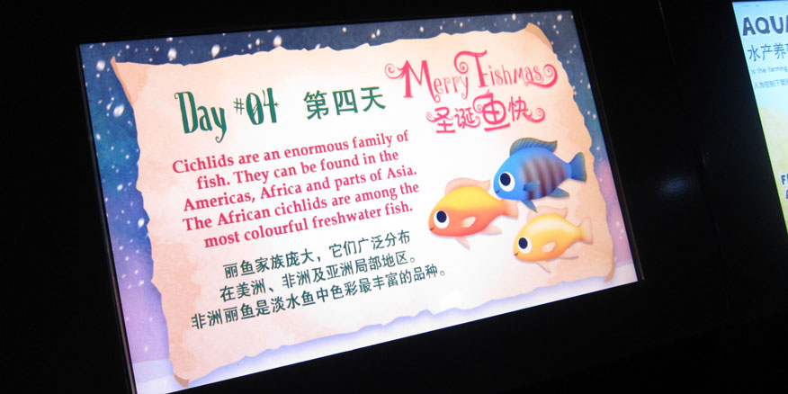 Merry Fishmas Cichlid