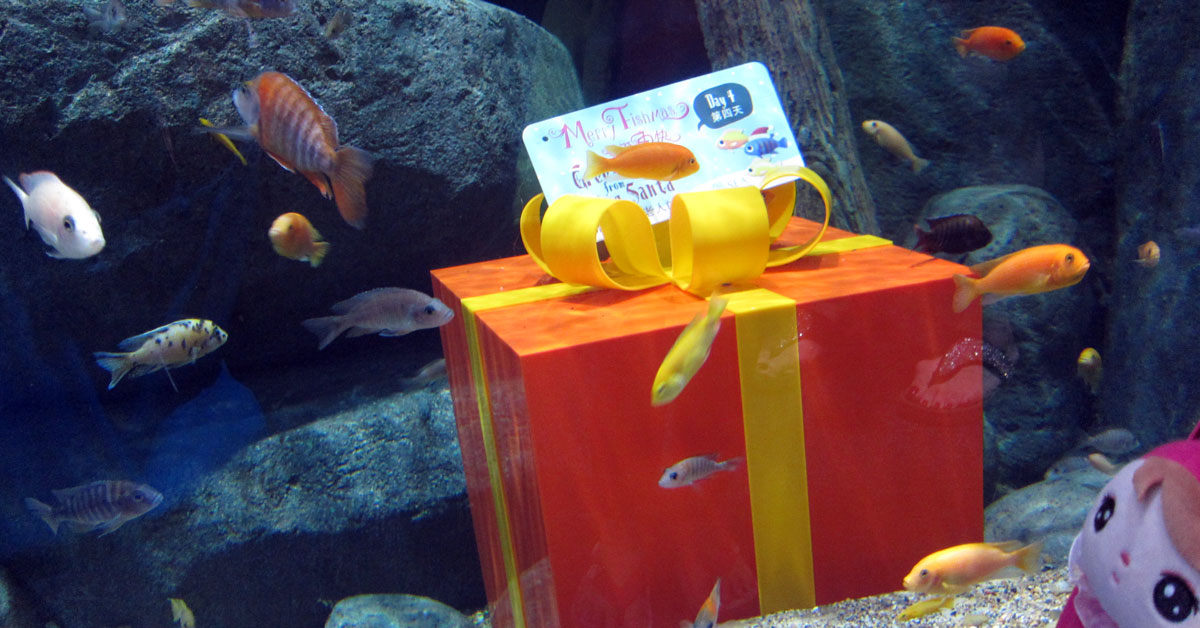 Merry Fishmas santa gift