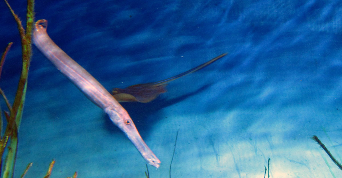 Trumpetfish