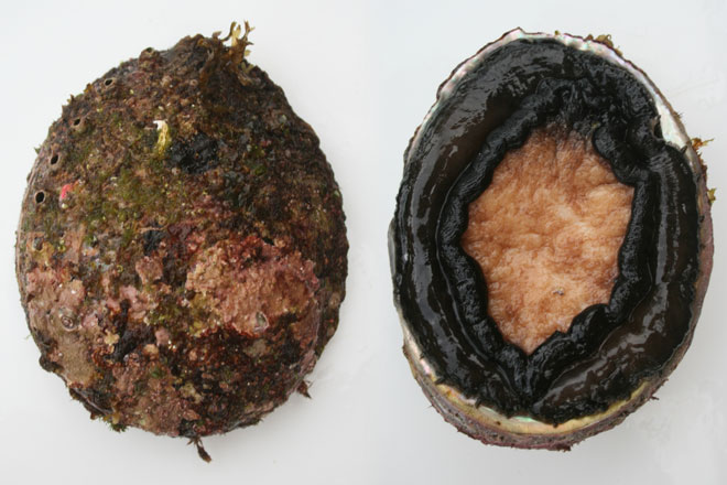 abalone-featured
