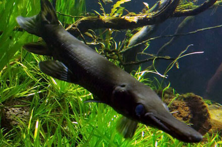alligator-gar-featured