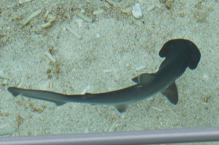 Bonnethead shark pup