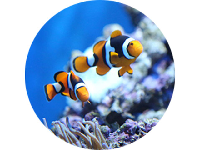 clownfish-homepage-640-480