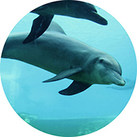 dolphin-round-200