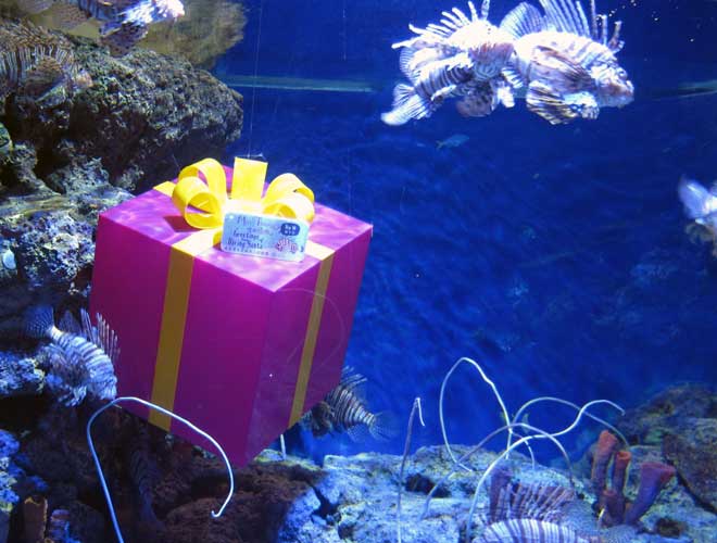 fishmas-trail-featured
