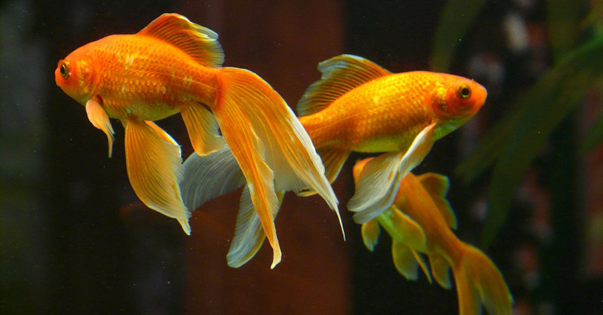 goldfish-fb