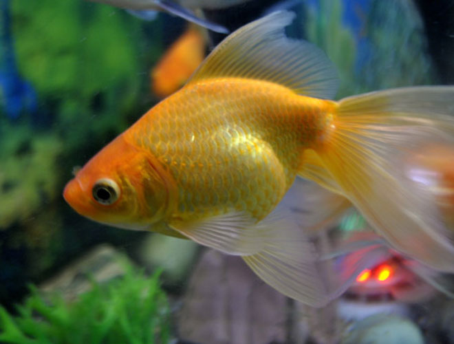 goldfish-featured