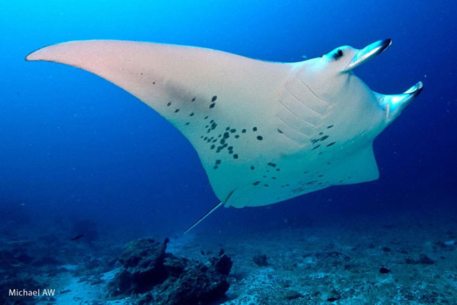 manta-ray-featured