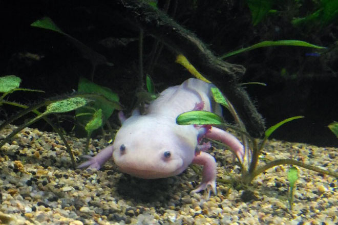 pink-axolotl-featured