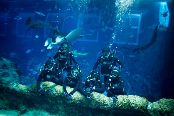 seaa-open-water-diver featured