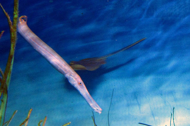 trumpetfish-featured
