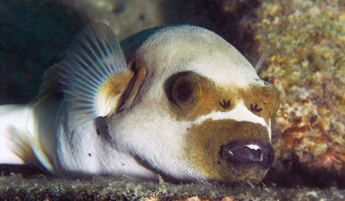 Dog-faced pufferfish