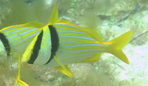 Porkfish