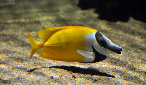 Rabbitfish