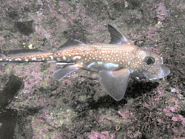 Ratfish