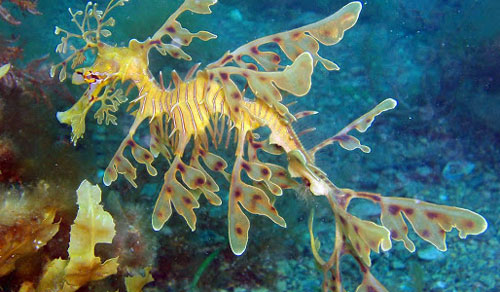 zodiac-seadragon