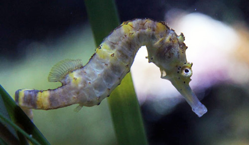 zodiac-seahorse