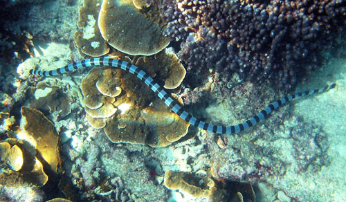zodiac-seasnake