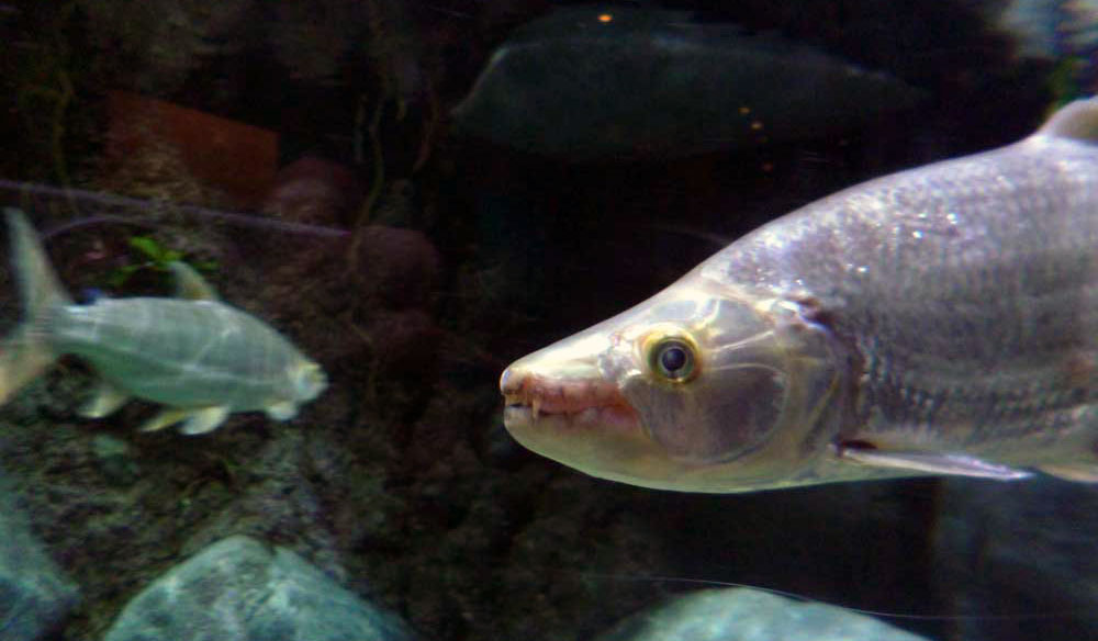 zodiac-tigerfish