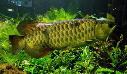 Monkeyfish