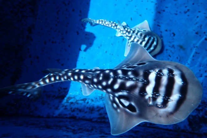 bowmouth guitar fish baby featured