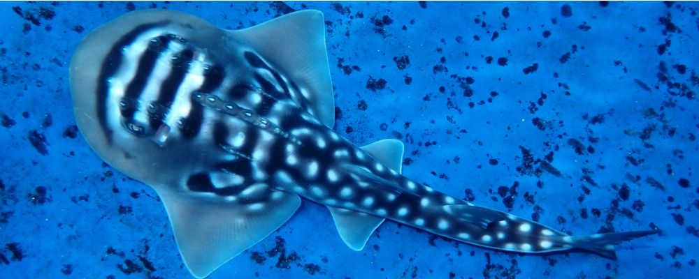 Bowmouth Guitarfish: Babies of the S.E.A.