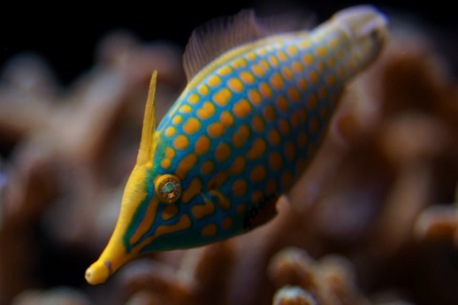 harlequin filefish featured