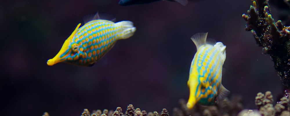 Four facts about the orange-spotted filefish
