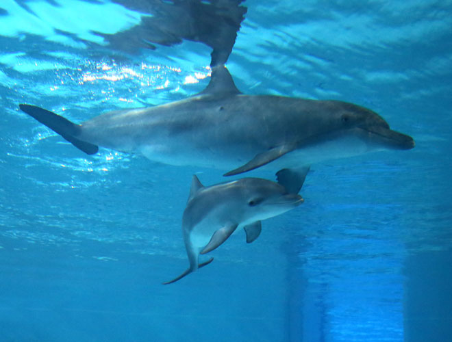 dolphin-alf-featured