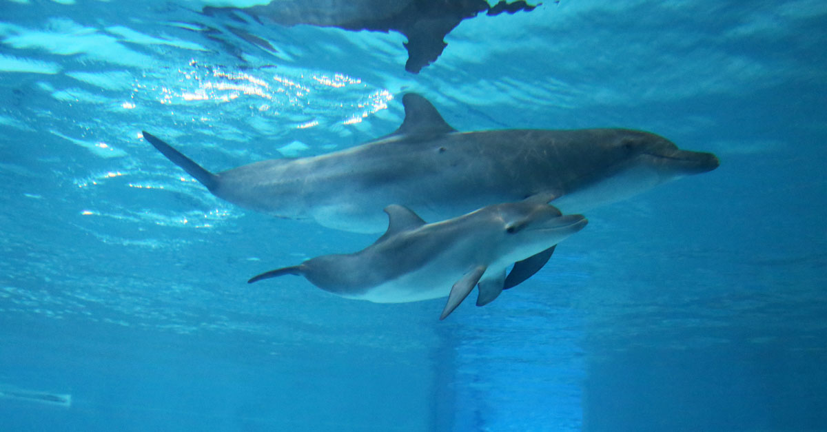 Dolphin Island welcomes a new dolphin calf