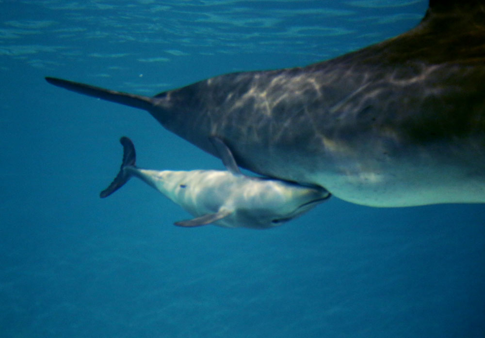 Dolphin calf feeding
