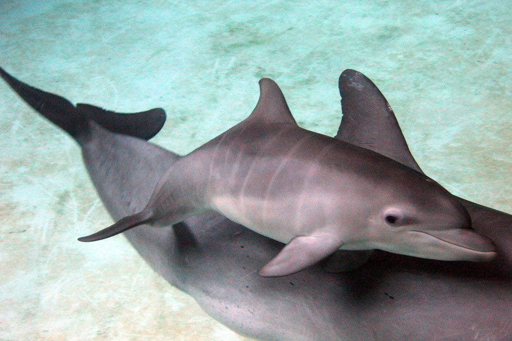 Lightly coloured, vertical creases can be seen on the calf known as ‘fetal folds’.