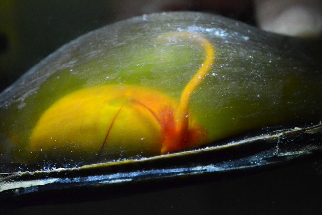leopard shark egg featured