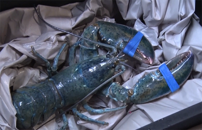 American blue lobster at S.E.A. Aquarium