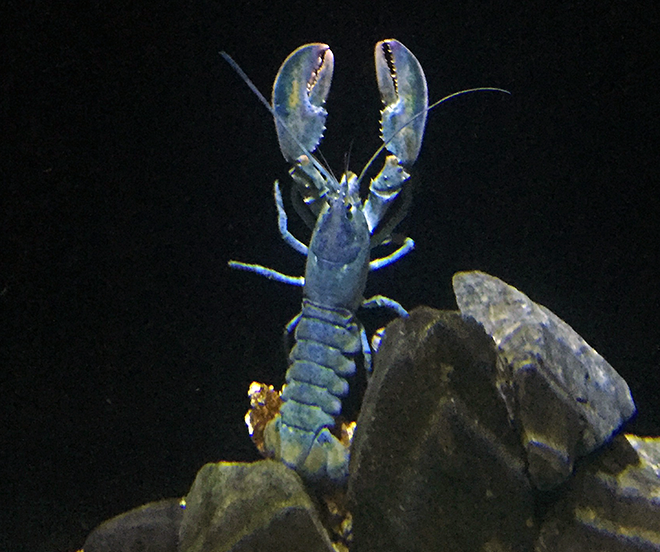 American blue lobster at S.E.A. Aquarium